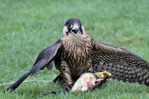 Recursos Naturales anuncia la rehabilitación de siete aves nativas