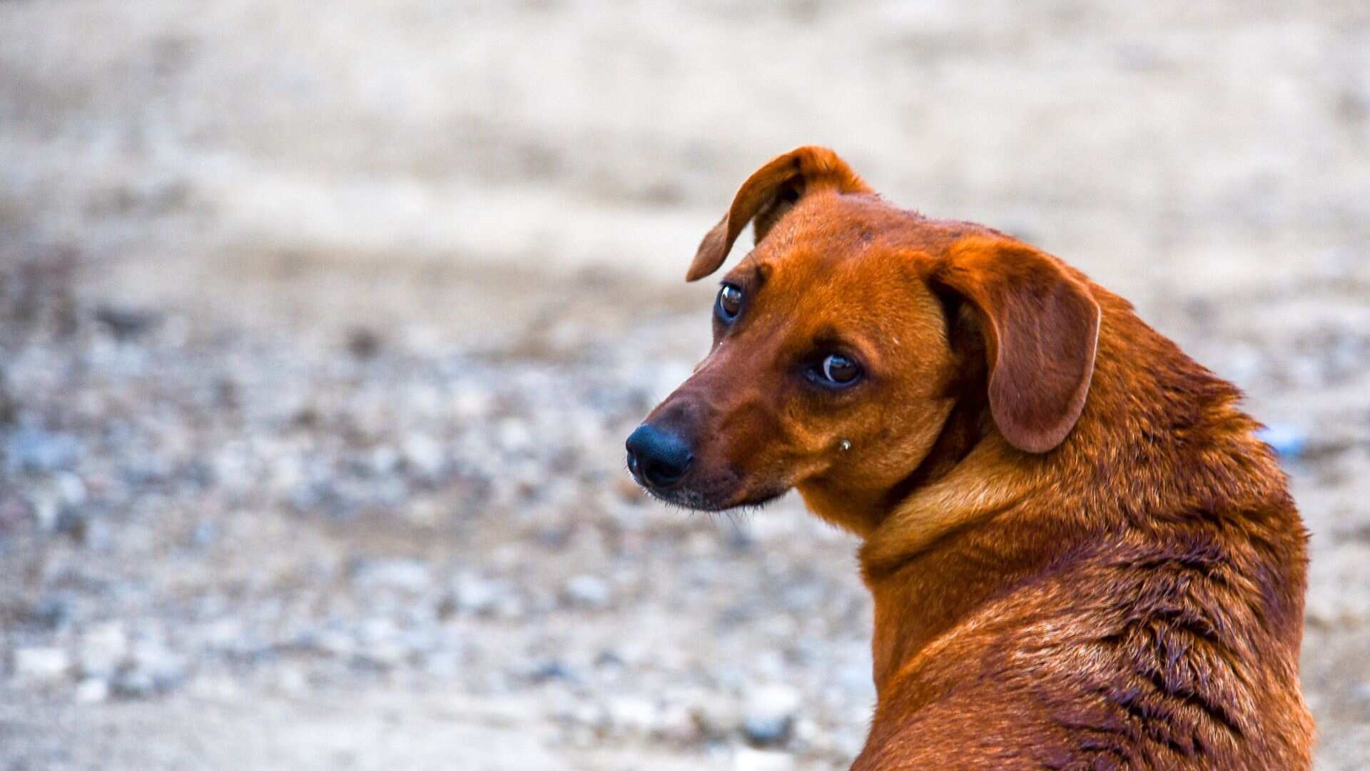 Crueldad animal: prisión preventiva para hombre que mató perro en Yucatán