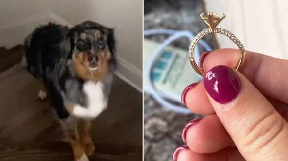 Una perra se tragó el diamante del anillo de compromiso de su dueña