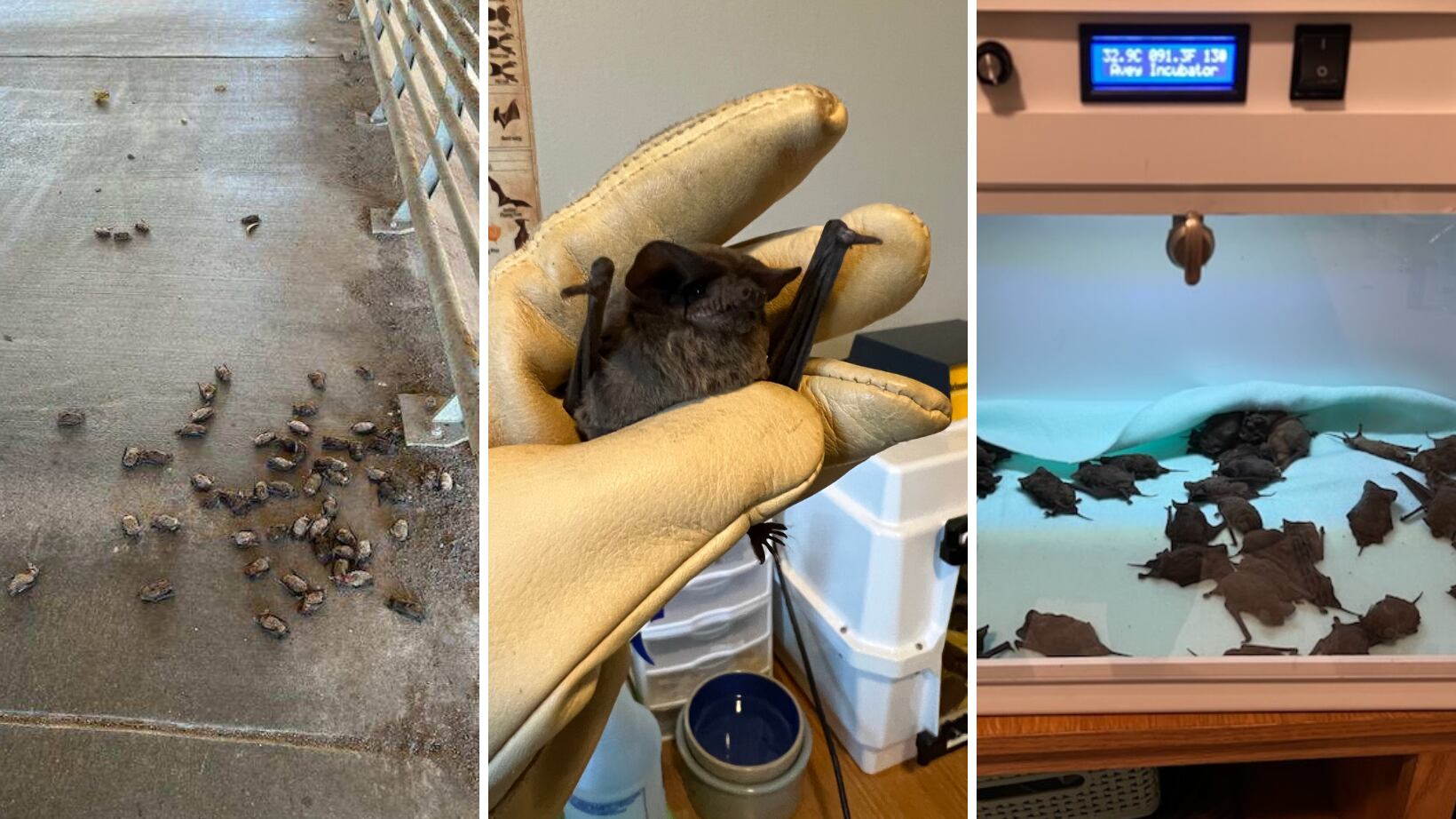 Houston Humane Society compartió un video en el que explican cómo han rescatado a los murciélagos de la zona.