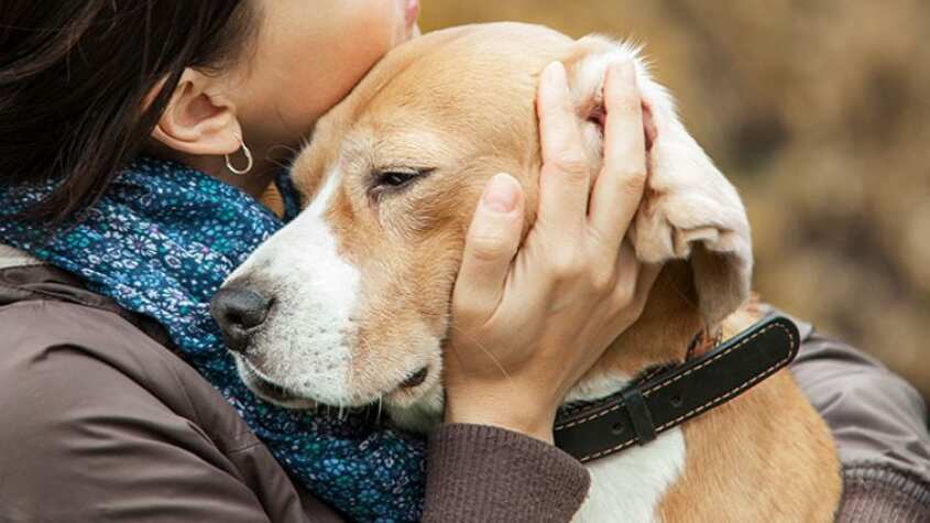 Colegio de Médicos Veterinarios ofrece apoyo a personas que han perdido mascotas.