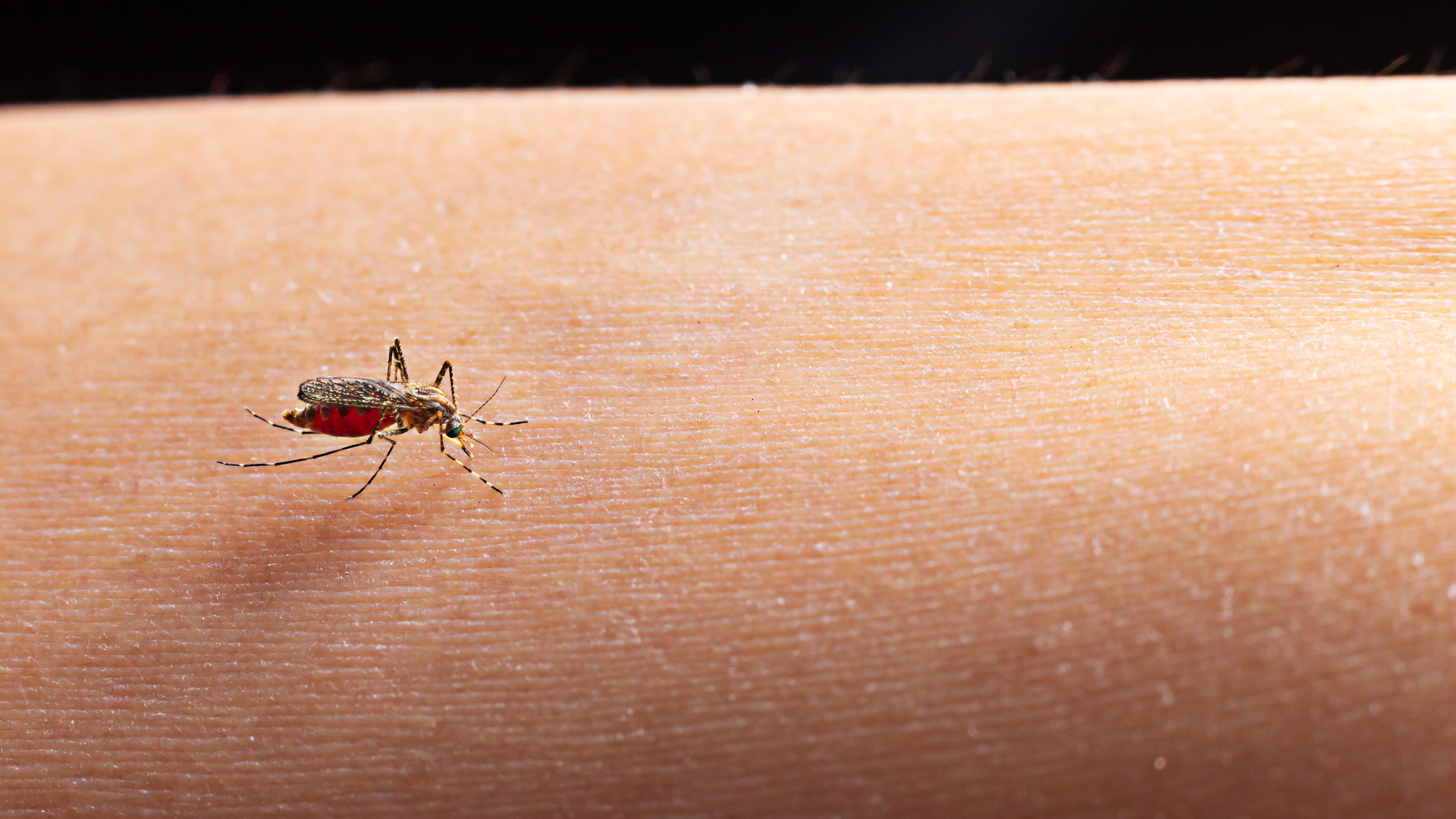 Mosquito.