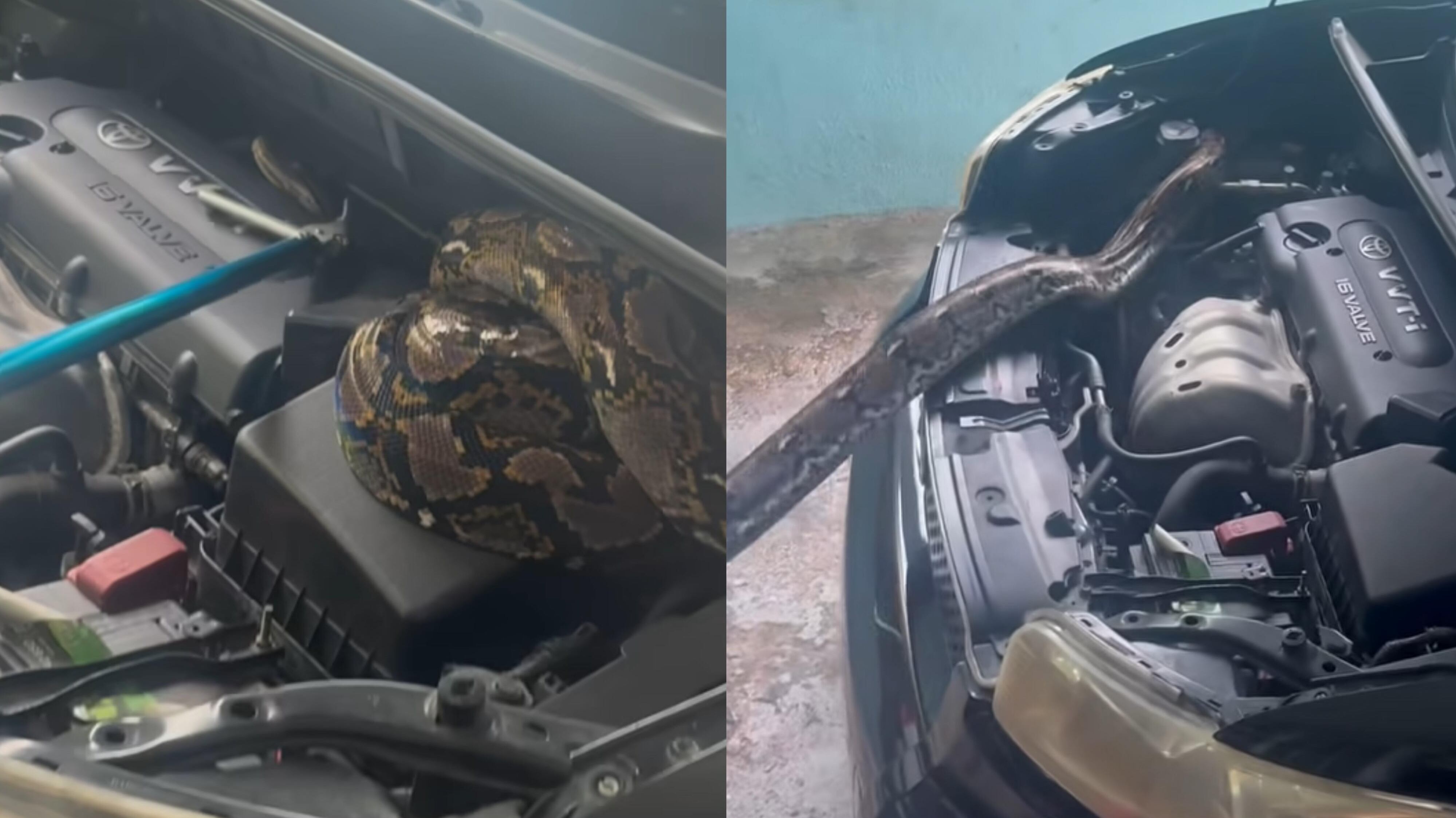 Gongo Fishing captura pitón reticulada de 12 pies que estaba dentro del bonete de un carro.