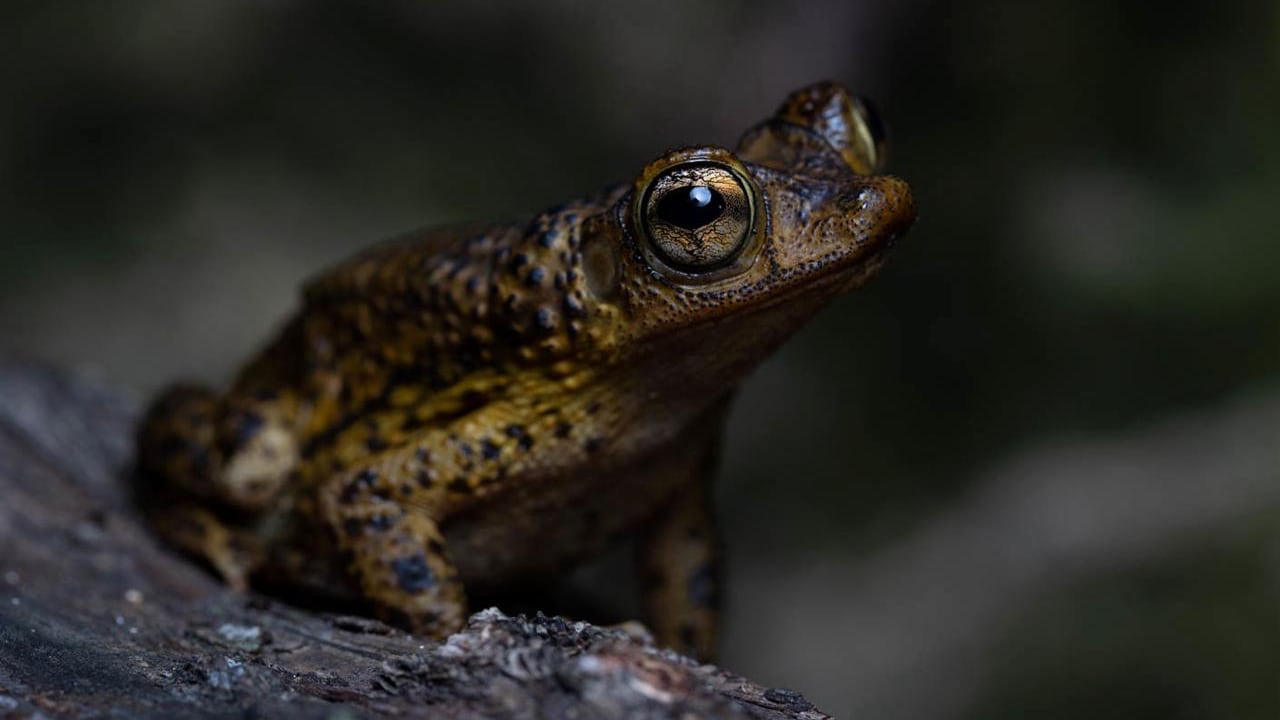 El sapo concho fue visto por primera vez en 1868