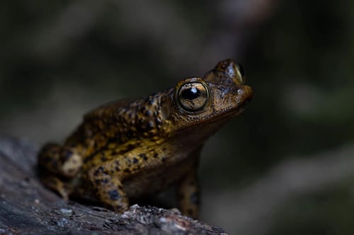 VIDEO: Sapo concho predice quién ganará el Super Bowl