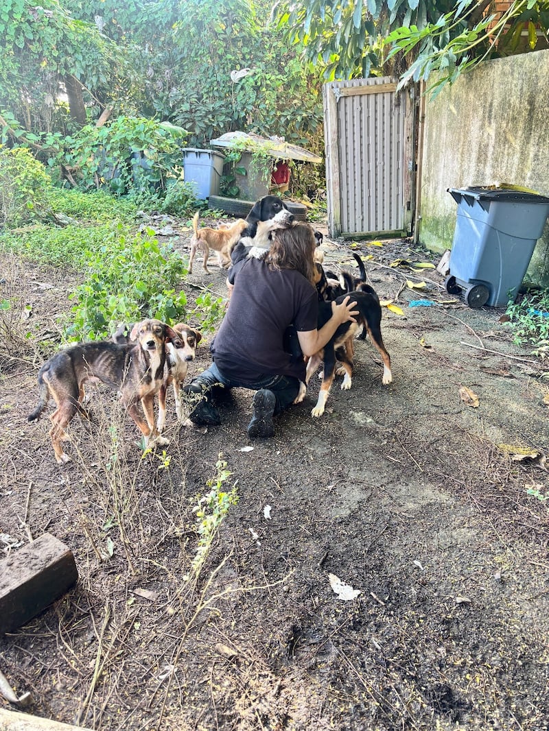 Rescate de 23 perros en Las Piedras y Humacao.