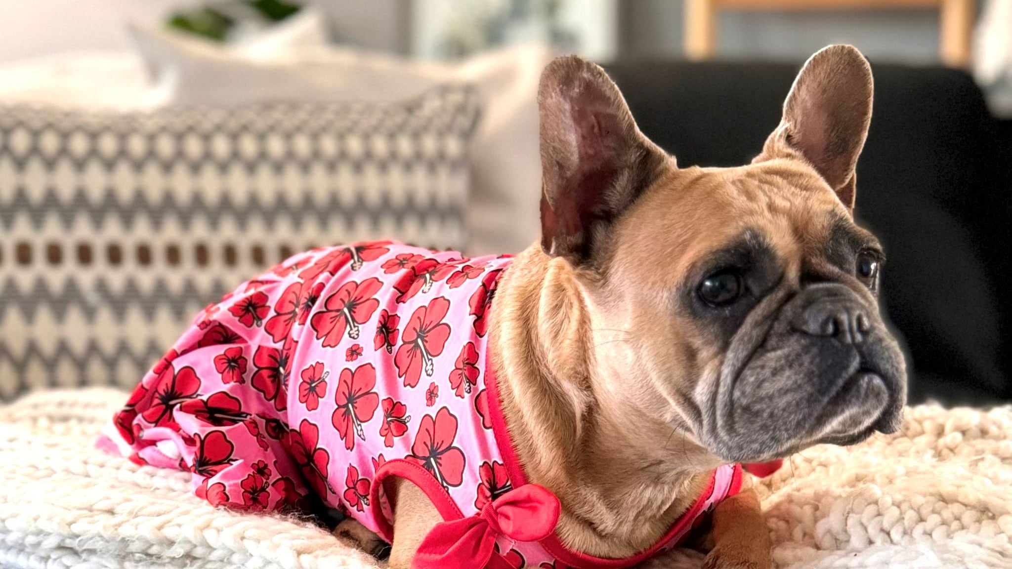 Toy Doggie se monta en la Navidad con la colección “Perrandeo Jíbaro”.