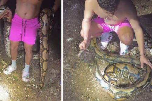 Video: Gongo muestra culebra de 19 pies hallada en Barceloneta