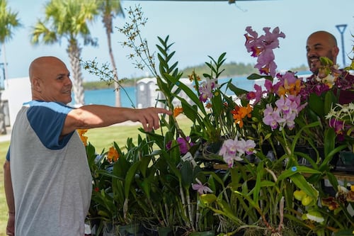 Cataño celebra el amor y la amistad con su Festival de las Orquídeas