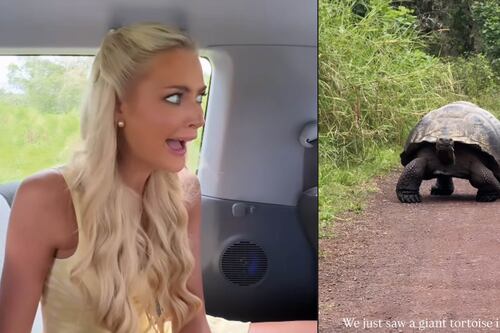 La divertida reacción de la Miss Universo Victoria Kjaer al ver una tortuga gigante en Galápagos