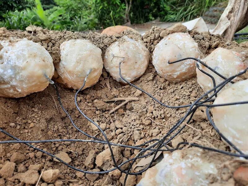 Investigadores descubrieron pruebas sorprendentes de que estas criaturas se valían de una combinación única de calor corporal y luz solar para incubar a sus crías. Foto: Chun-Yu Su.