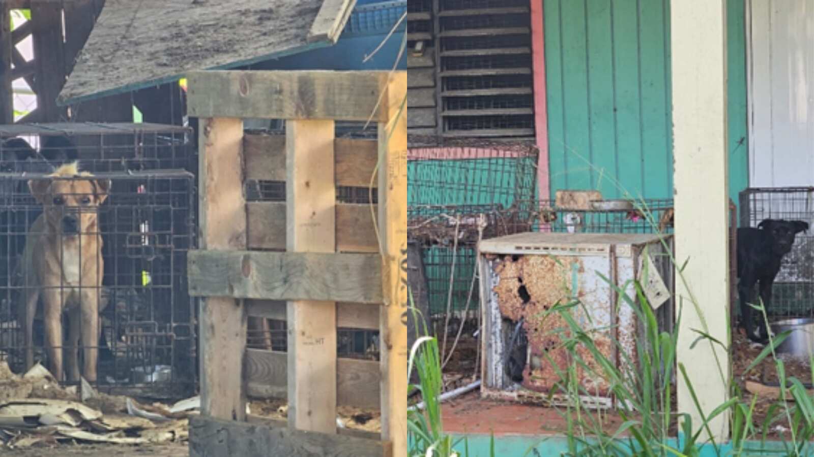 Perros encerrados en jaulas en residencia de Bayamón