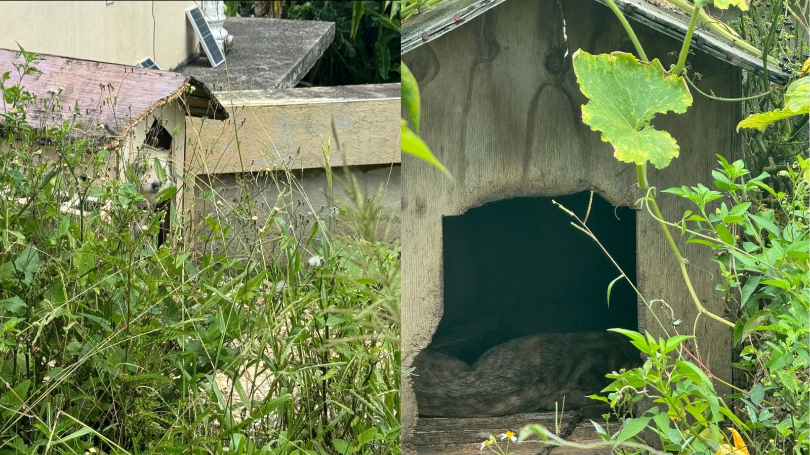 perros en estado de desnutrición