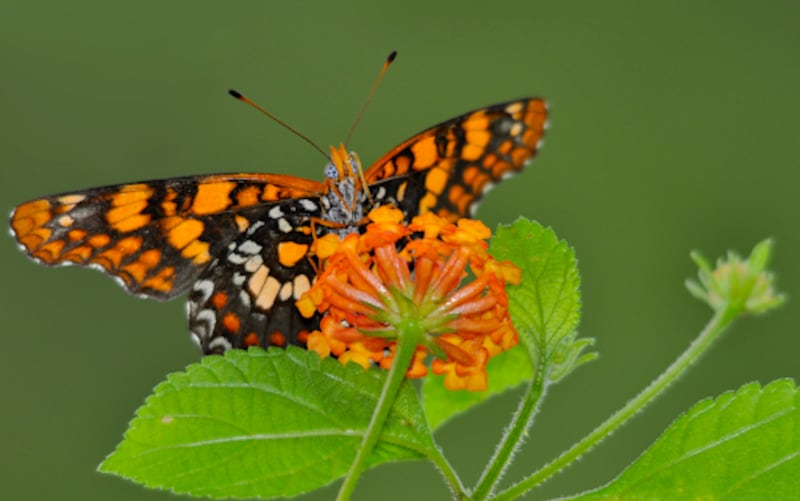 La mariposa Atlantea tulita es endémica de Puerto Rico, ya que no se ha encontrado en ninguna otra isla del Caribe (Imagen por Lucas Limonta, en Maricao, 2010)