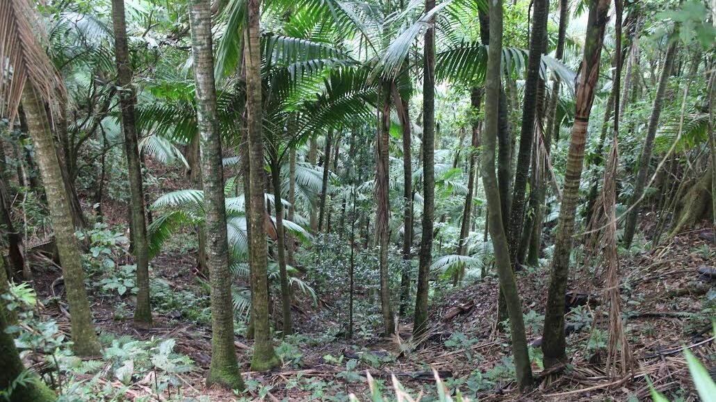 Terrenos adquiridos en Patillas para su conservación.
