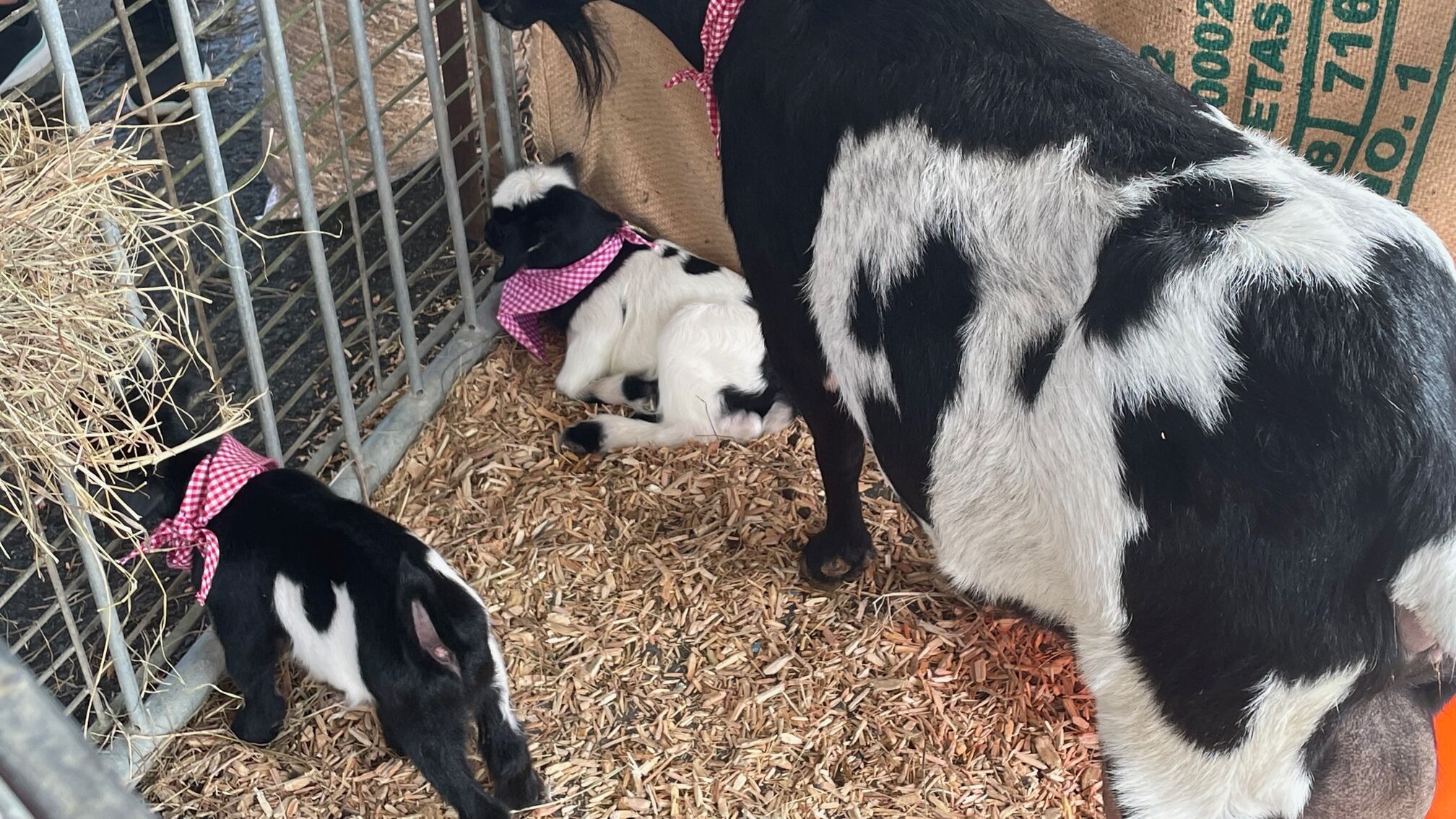 Guaynabo, Puerto Rico