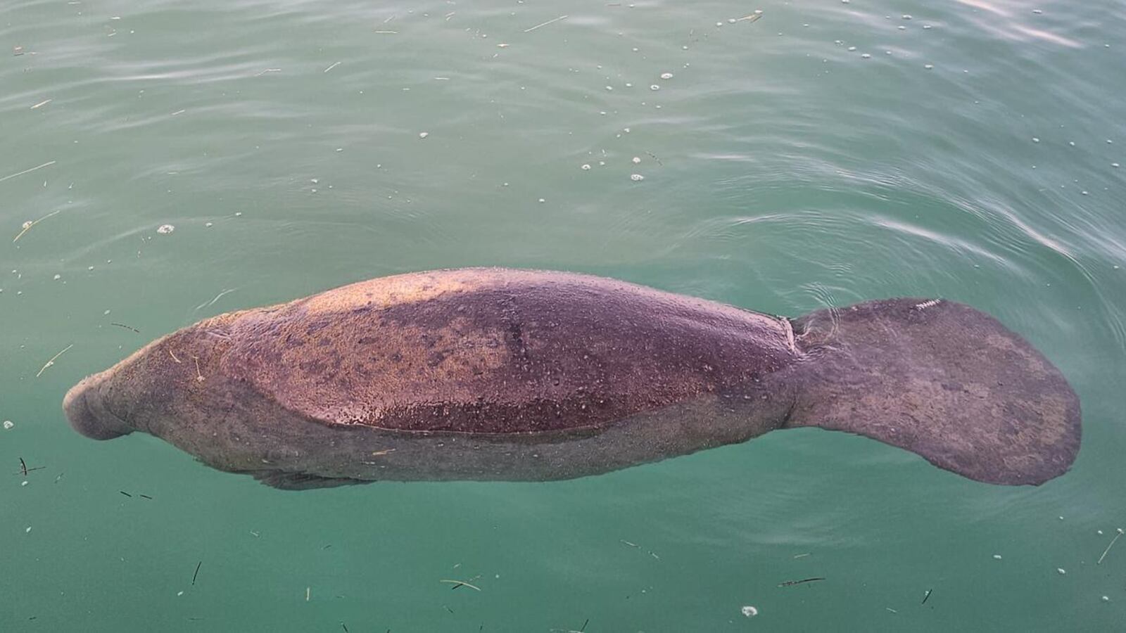 El Departamento de Recursos Naturales reportó la muerte de una ballena jorobada y un manatí bebé.