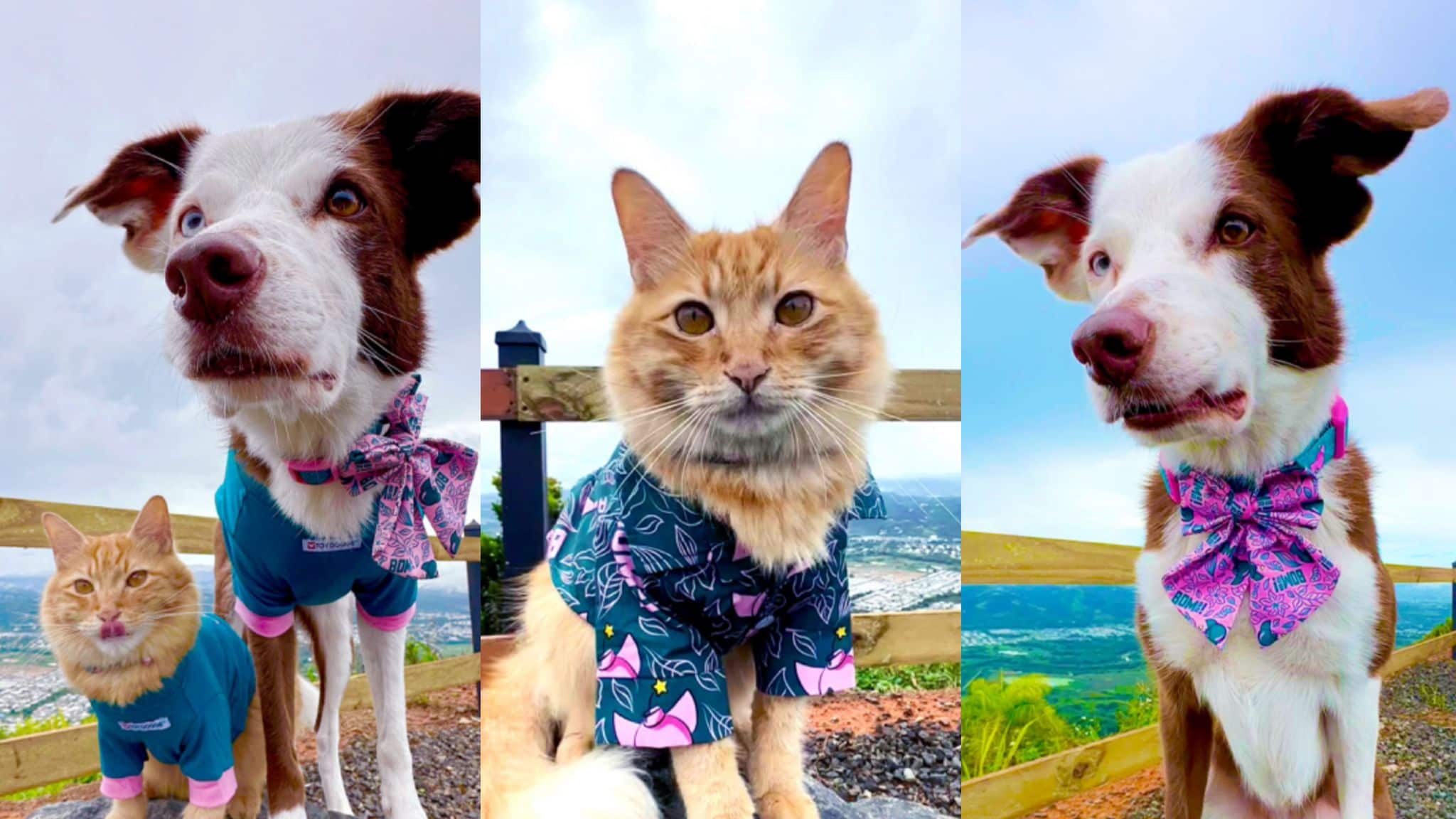 Nueva colección Bomba de la marca Toy Doggie para gatos y perros.