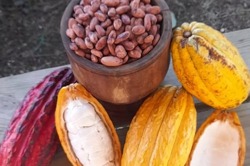 Cacao de Naranjito gana premio de excelencia en Ámsterdam
