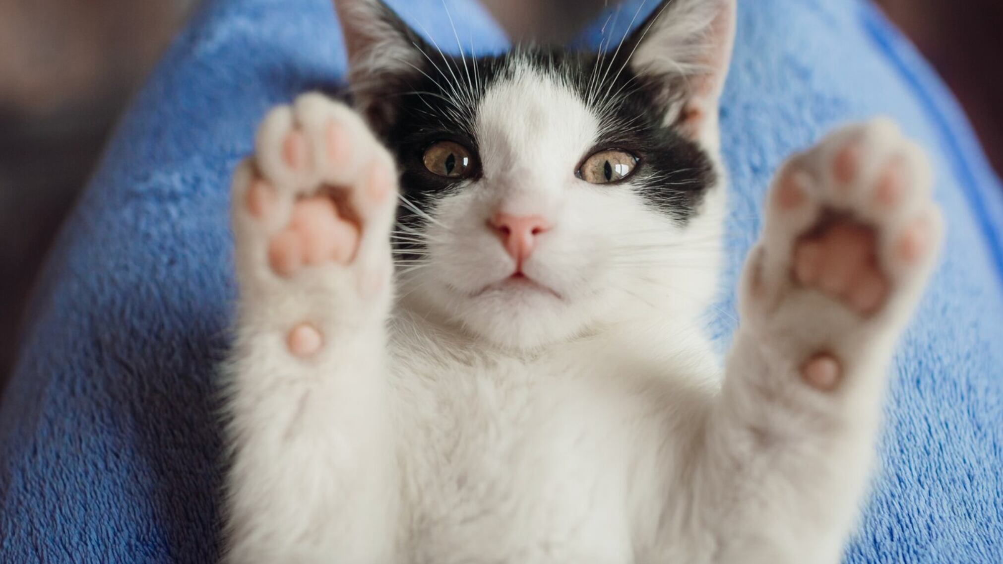 Un estudio que ha generado interés en los amantes de los gatos