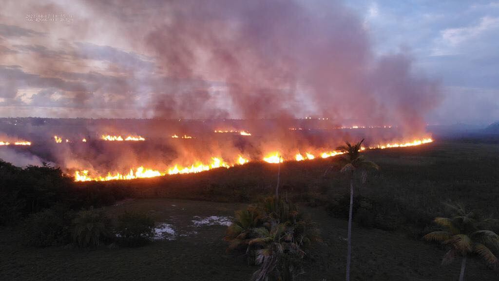 Fuego forestal en Vega Baja
