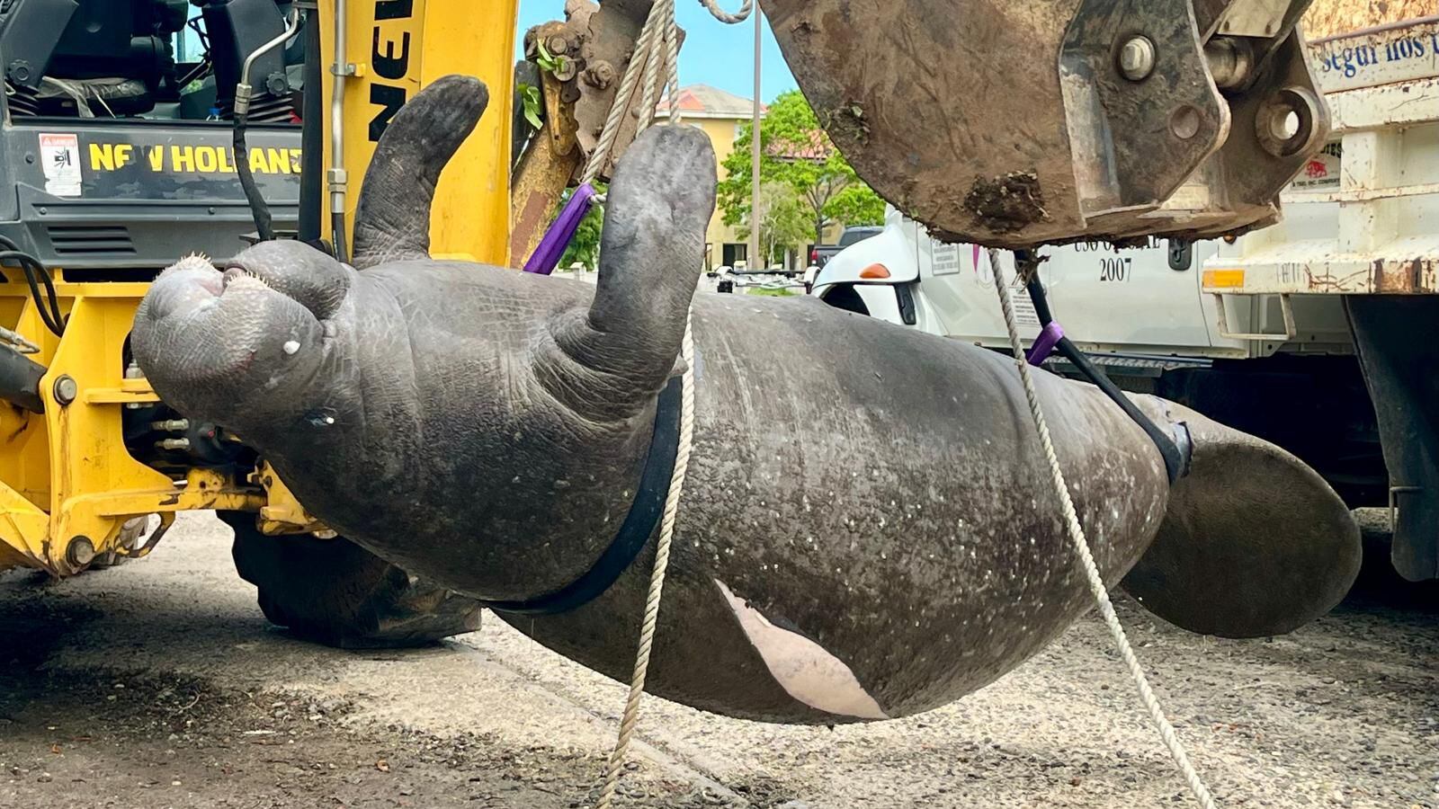 Hallan manatí hembra, de aproximadamente 1,000 libras, muerta en Cabo Rojo.