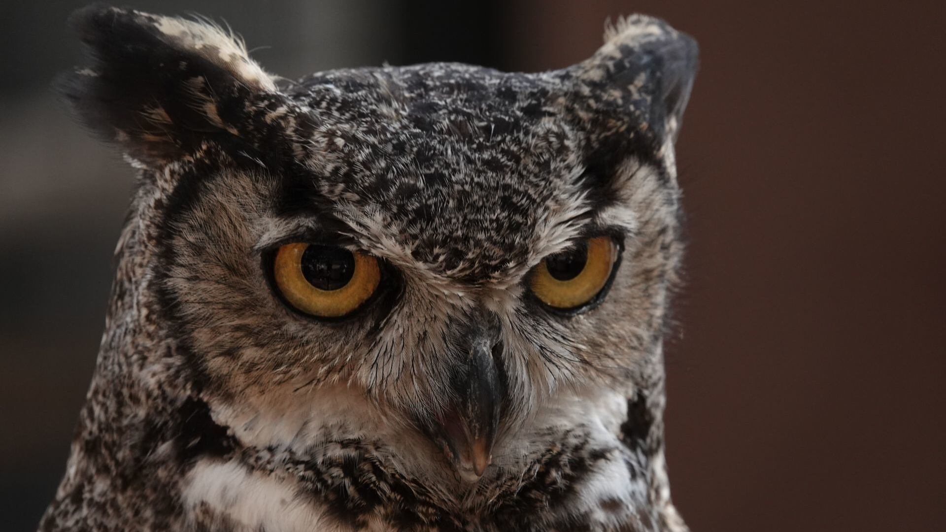 Aspectos de un buhó perteneciente al área de hospitalización para aves de rapiña del zoológico San Juan de Aragón. Foto: Cuartoscuro