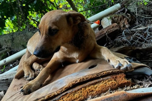“Ningún ser vivo merece (esto)”: Rescatan a perro con una flecha incrustada en su cuello
