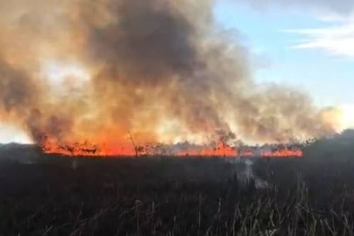 Reportan incendio forestal en Vega Baja