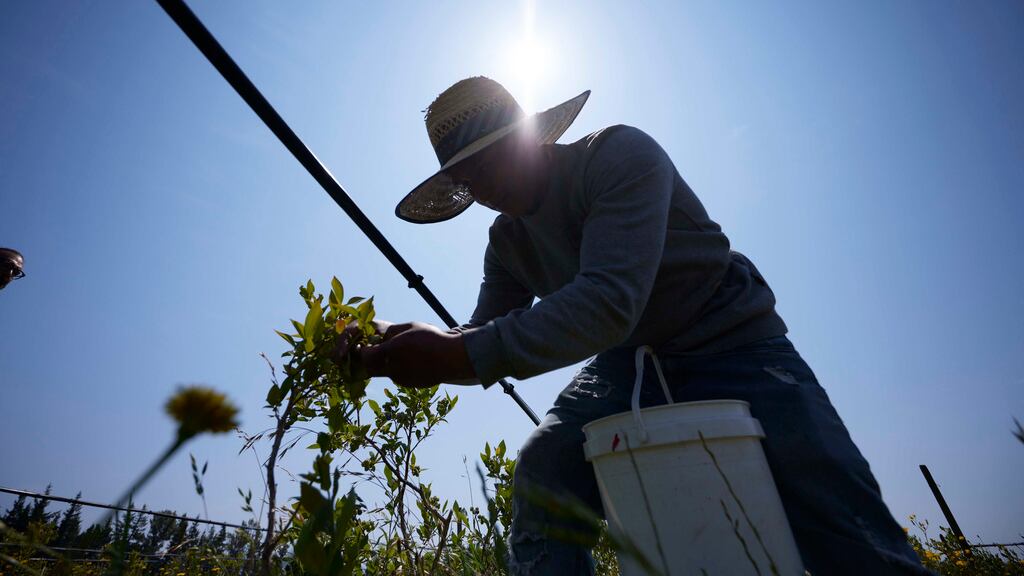 Camilo Martin cosecha arándanos en la Coopertiva Tierra y Libertad en Everton, Washington, 7 de julio de 2023. Cultivos y cultivadores deben adaptarse a los cambios en las condiciones climáticas. La sucesión de temperaturas globales récord esta semana sirvió de recordatorio de los peligros que significa el cambio climático para los trabajadores del campo y de todos los que laboran a la intemperie. (AP Foto/John Froschauer)