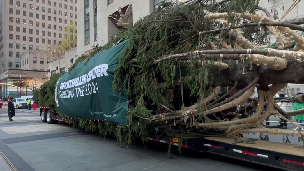 Llegó el enorme árbol navideño al Rockefeller Center en Nueva York 2024.