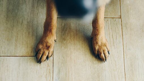 Hombre recibió disparo de su perro mientras dormía.