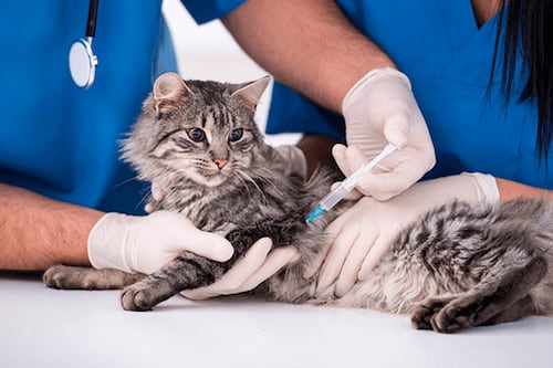 Vacunan a sobre 300 perros y gatos durante feria de servicios veterinarios en San Juan