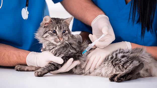 Más de 500 vacunas para perros y gatos estarán disponibles en feria de vacunación en Bayamón