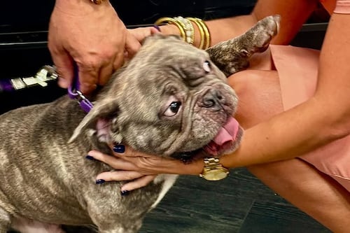 Conoce a Rocco: el cachorro que también fue rescatado en el caso de los cinco niños en Canóvanas