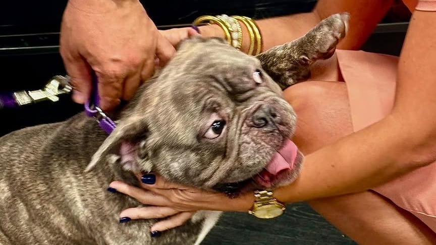 Rocco, el cachorro American Bully rescatado por las autoridades durante un allanamiento en Canóvanas.