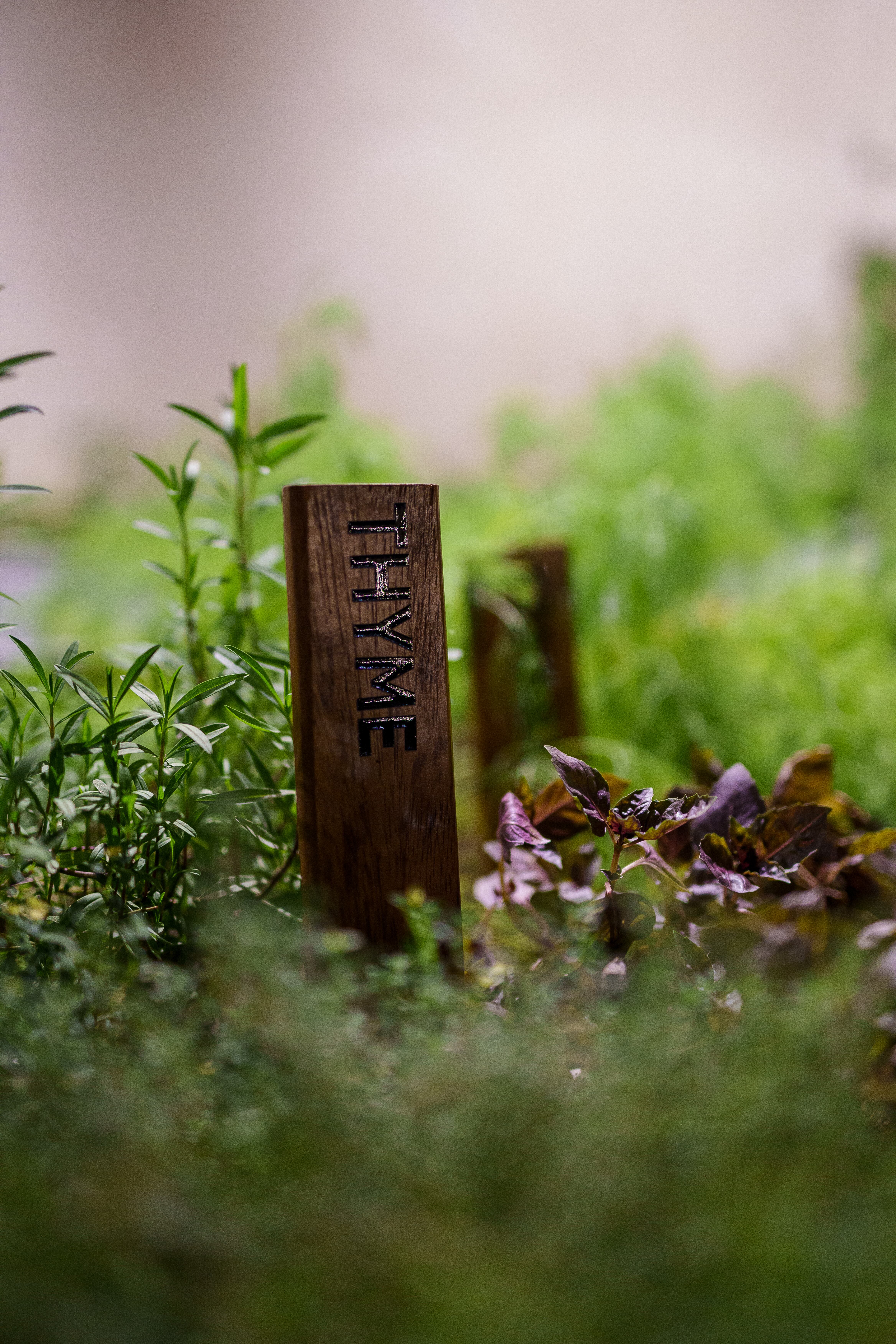 JW Marriott 40th Anniversary Garden Party