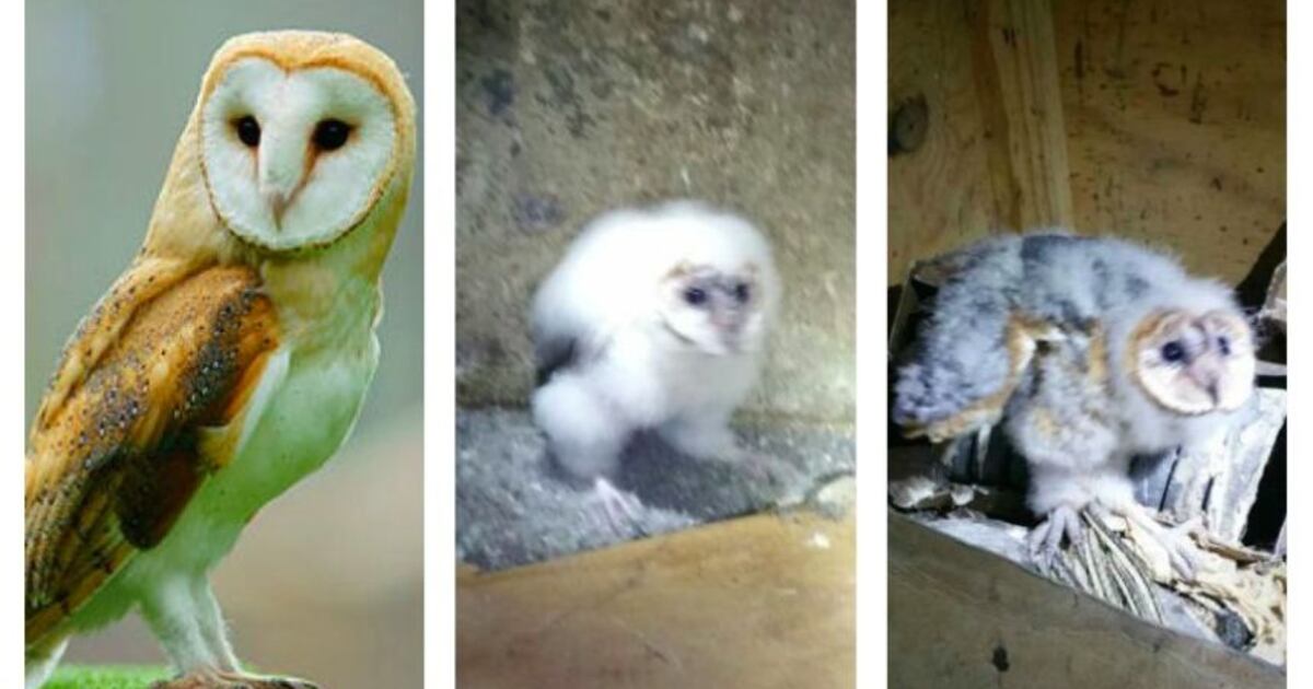 Documentan la presencia de una tercera especie de búho en P. R. – Metro ...