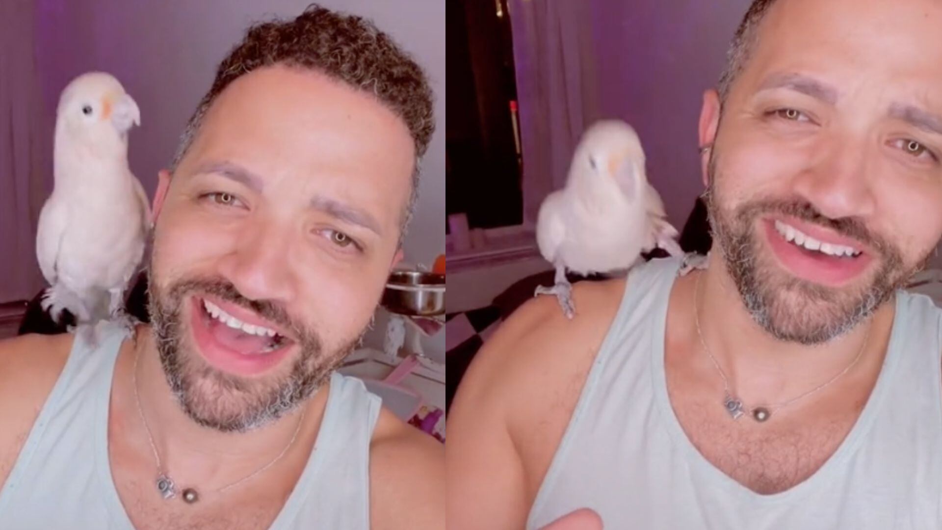 cacatua que baila bad bunny