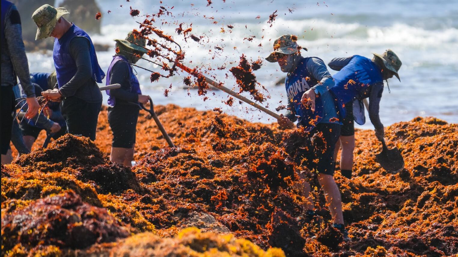 sargazo en el Caribe