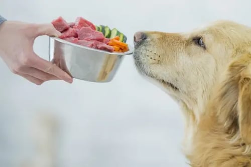 Advierten sobre riesgos de dietas crudas y caseras para mascotas