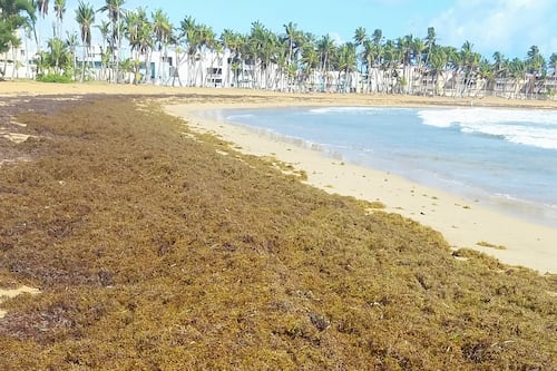 DRNA incrementa trabajos de remoción de sargazo en cuatro municipios costeros
