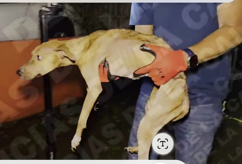 Diligencian orden de allanamiento para rescatar a canes abandonados en Bayamón.