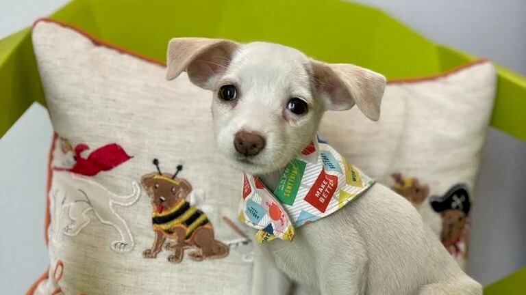 Organización sin fines de lucro Rabito Kontento.