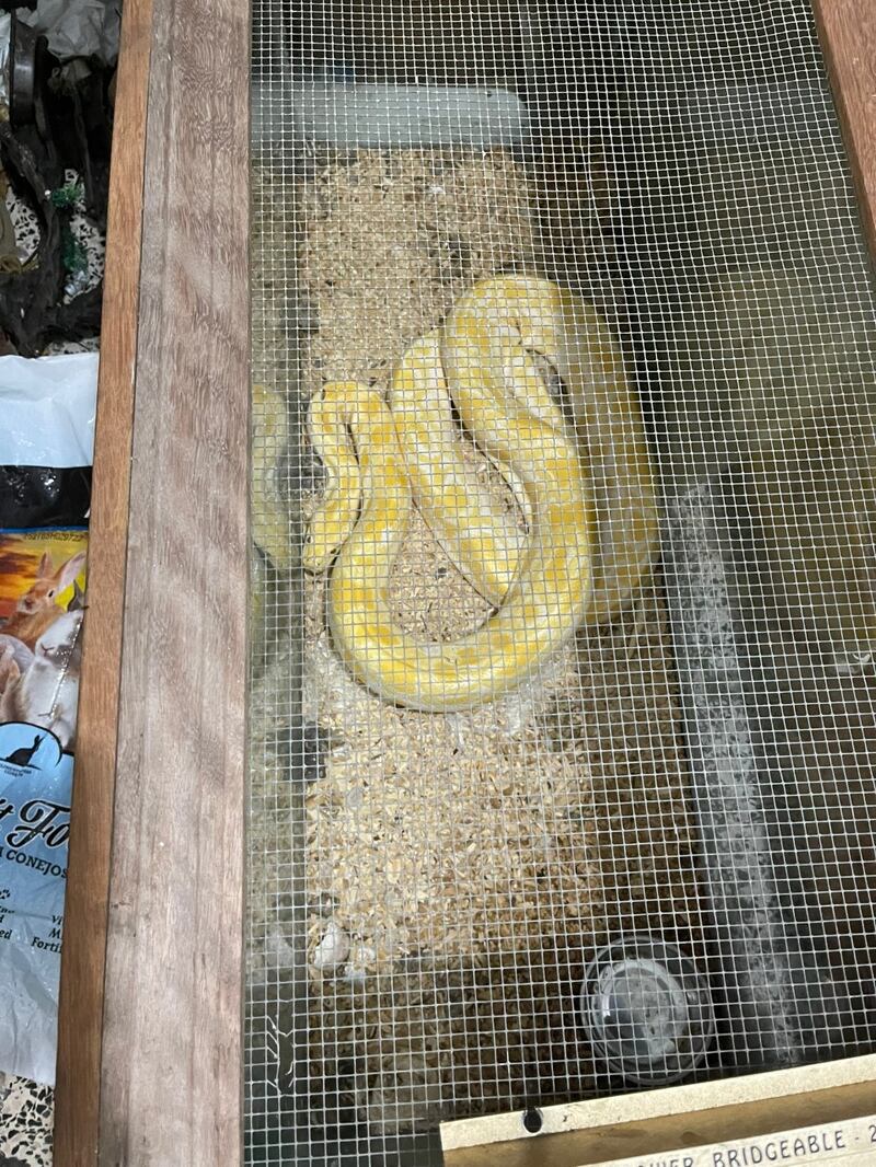 Arrestan a hombre por drogas y encuentran dos pitones en residencia de