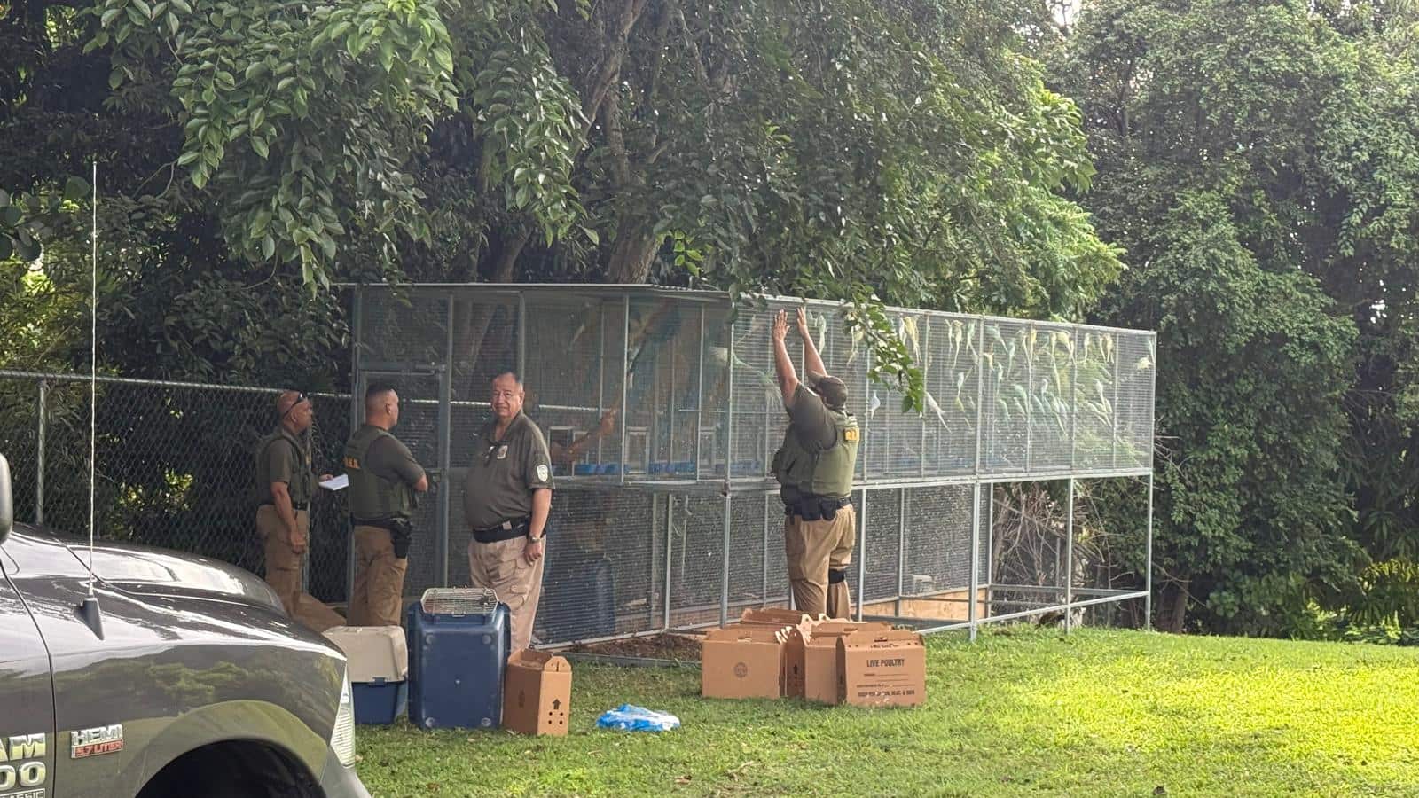 Vigilantes del DRNA incautaron las cotorras