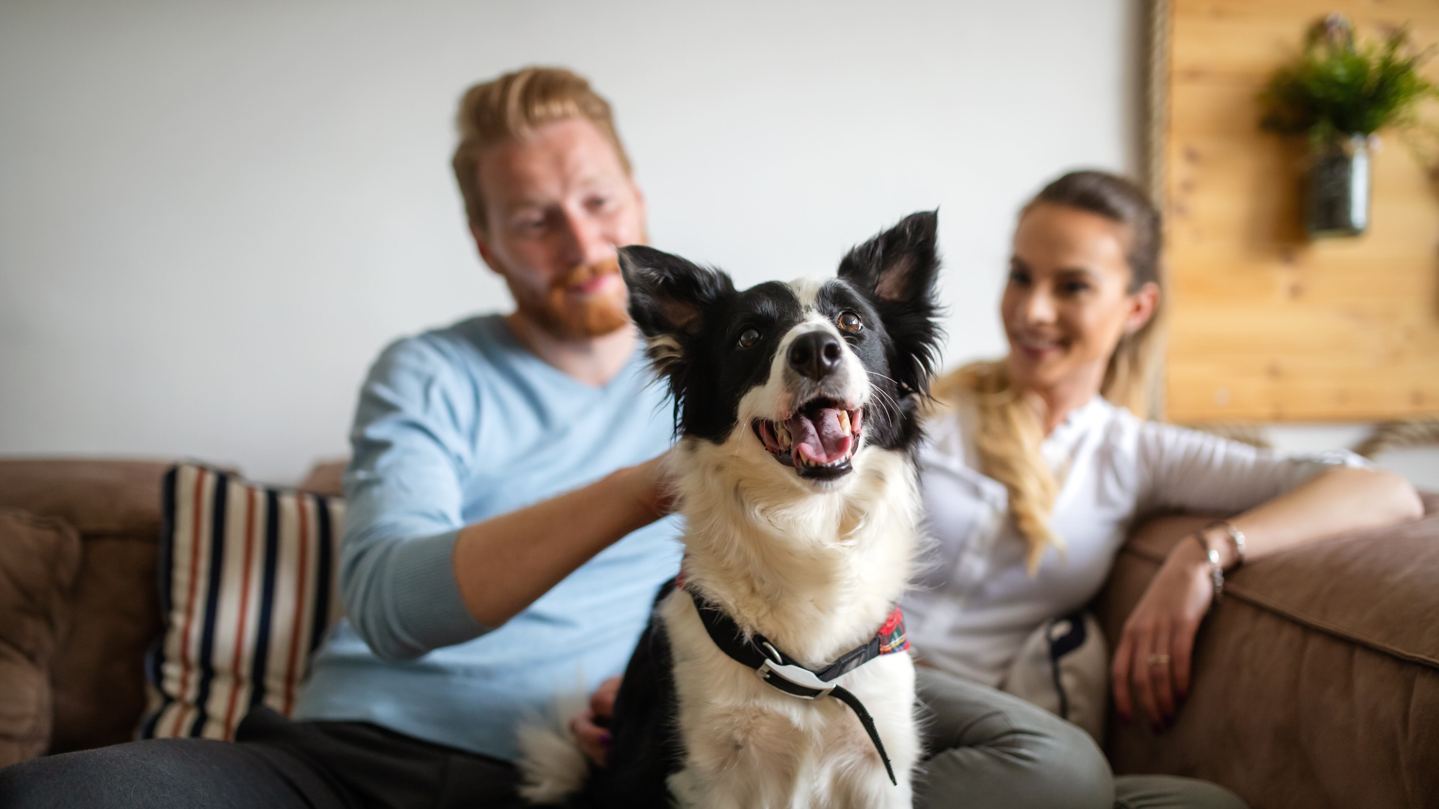 Leyes reconocen que los animales sienten, aman.