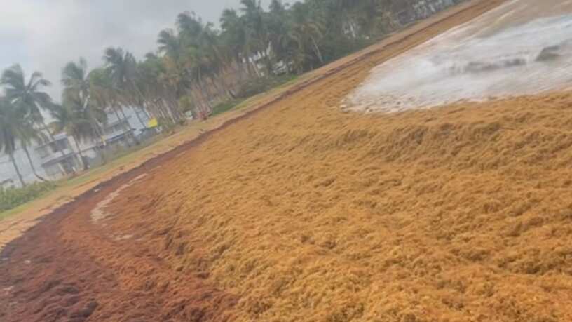 Sargazo en playa de Puerto Rico.