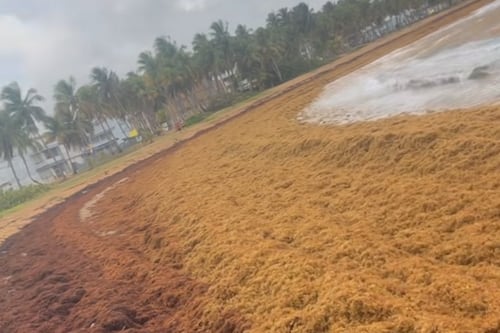 DRNA remueve sargazo en Fajardo y evalúa acumulaciones en San Juan y Río Grande