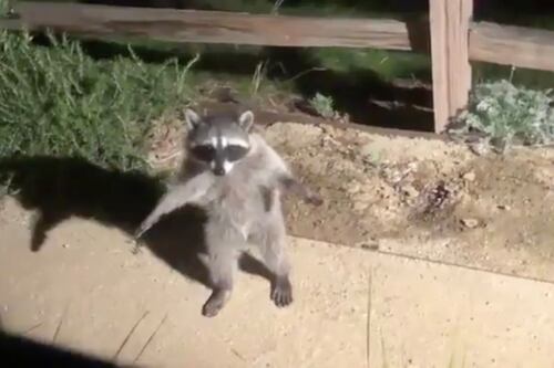 Mapaches fingen ser estatuas tras ser descubiertos paseando por jardín y el video se vuelve viral